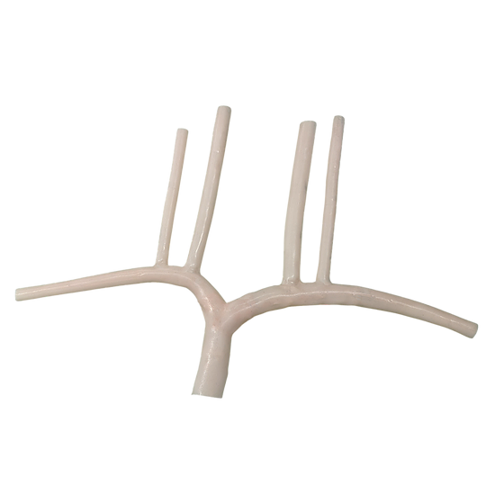 Veins of the Neck, Torso, and Abdomen - Image 2